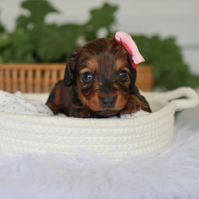 Lilo - Available 7/9