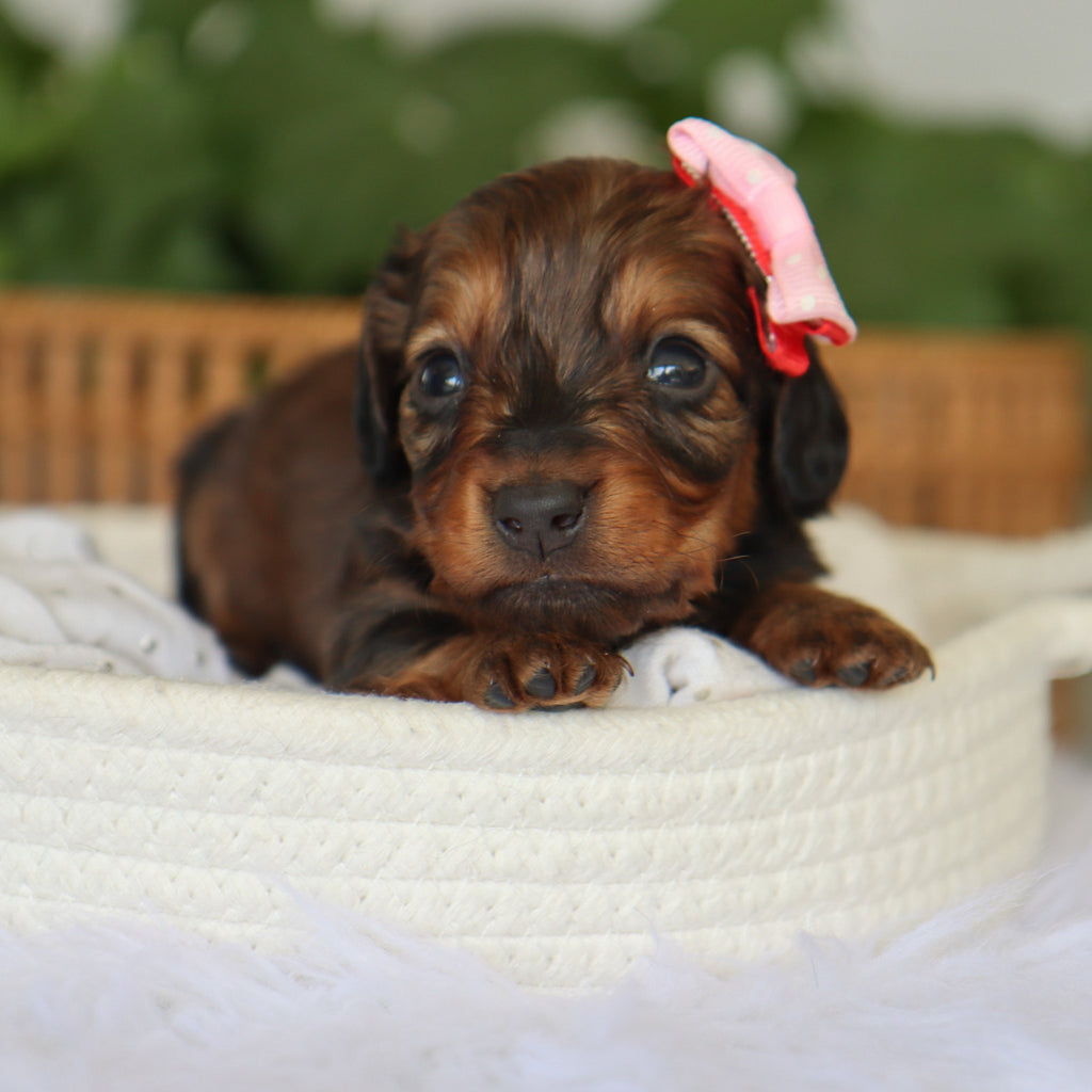 Lilo - Available 7/9