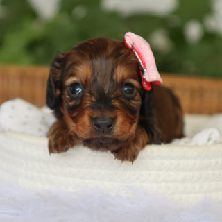 Lilo - Available 7/9