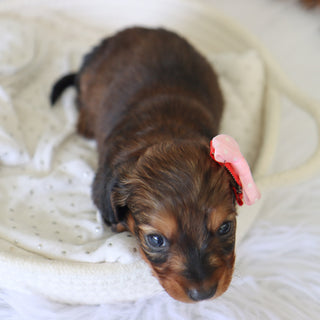 Lilo - Available 7/9
