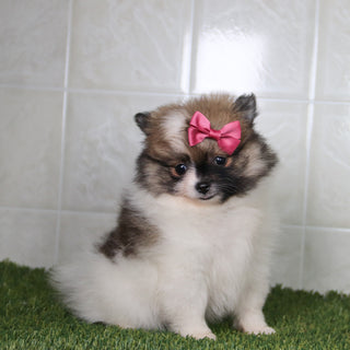 Nikki - Available 5/14