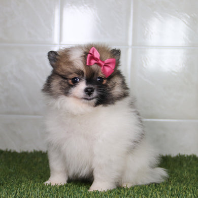 Nikki - Available 5/14