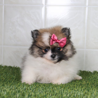 Nikki - Available 5/14