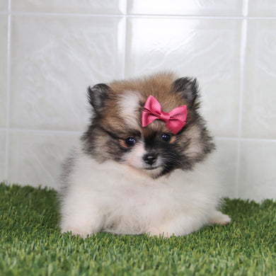 Nikki - Available 5/14