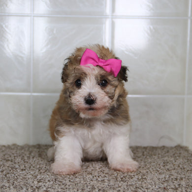 Erma - Available 5/14