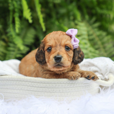 Maisie - Available 7/30