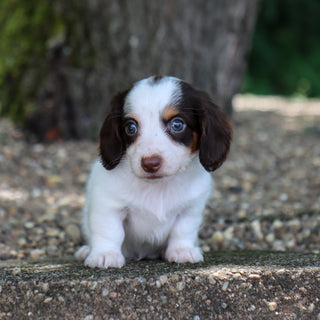 Jack - Available Now