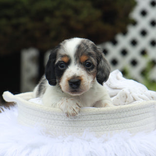 Harlan - Available 8/27