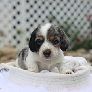 Harlan - Available 8/27