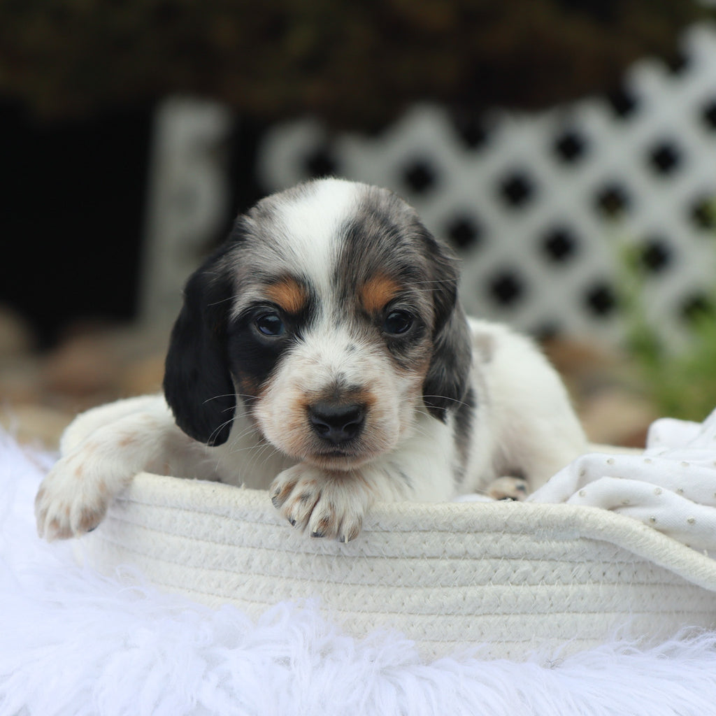 Harlan - Available 8/27
