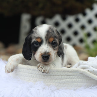 Harlan - Available 8/27