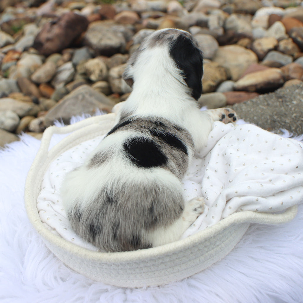 Harlan - Available 8/27