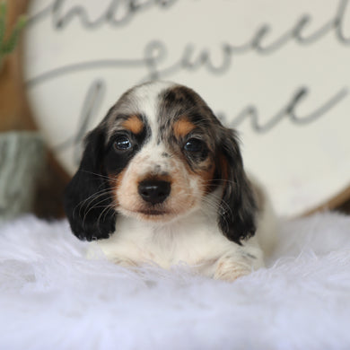 Harlan - Available 8/27