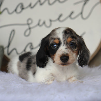 Harlan - Available 8/27