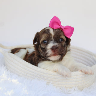 Amelia - Available 7/30