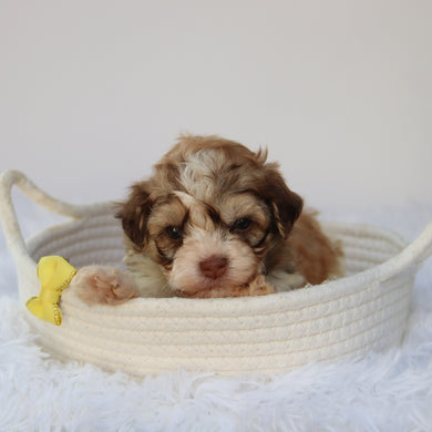 Sammy - Available 8/20