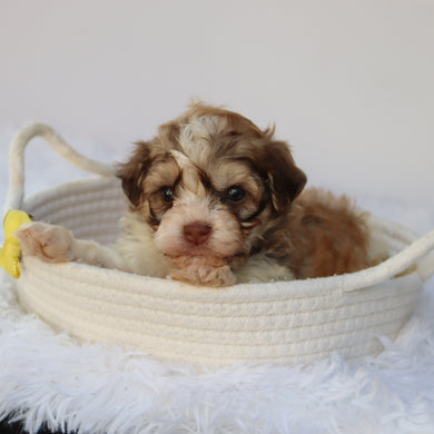 Sammy - Available 8/20