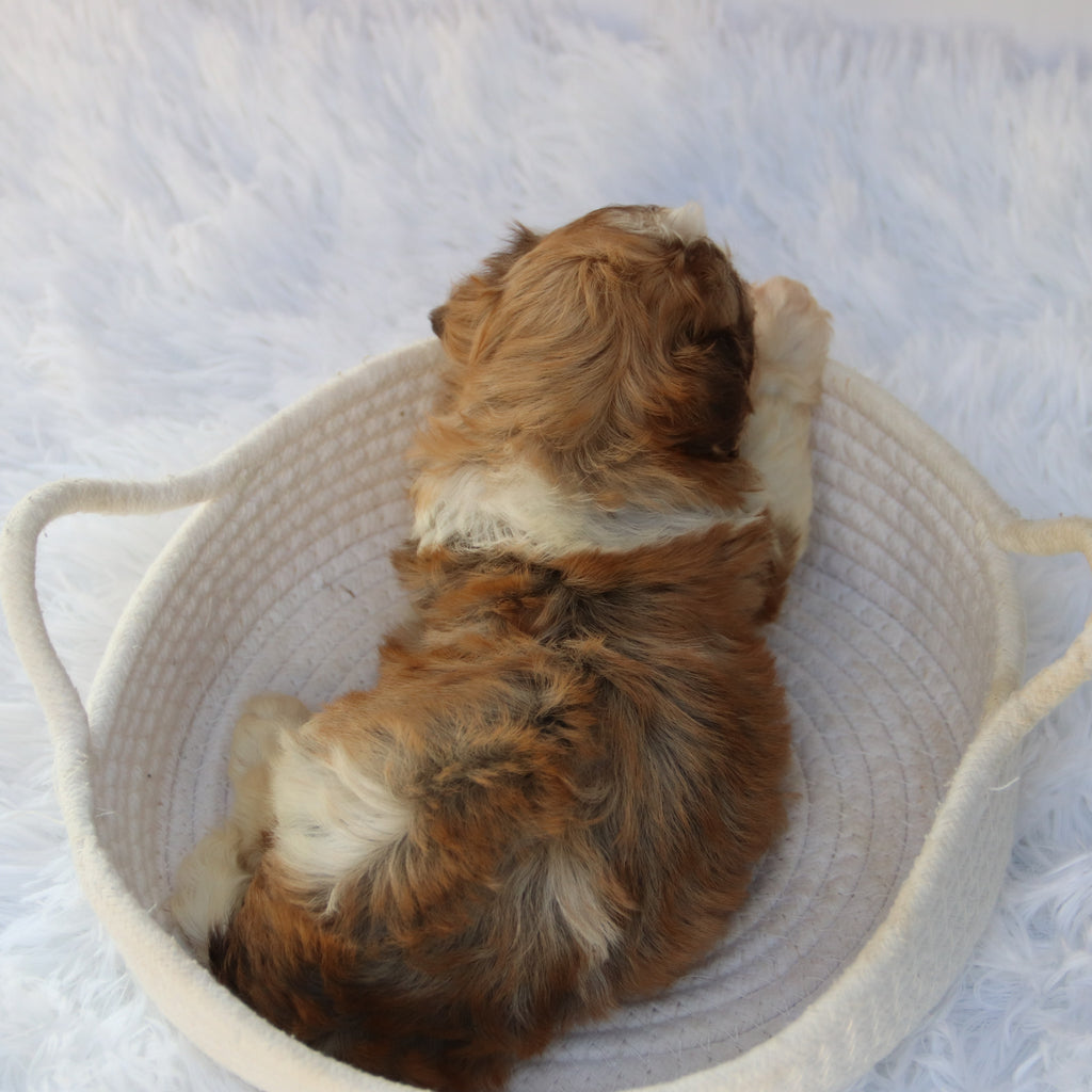 Sammy - Available 8/20