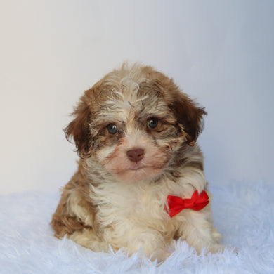 Sammy - Available 8/27