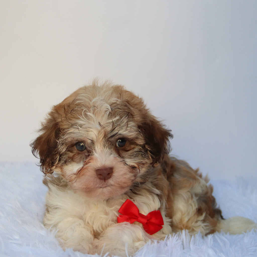 Sammy - Available 8/27