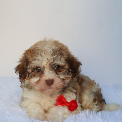 Sammy - Available 8/27