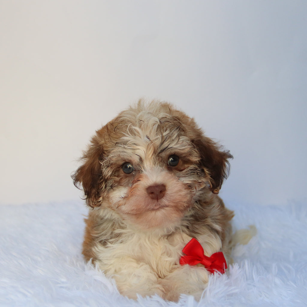Sammy - Available 8/27
