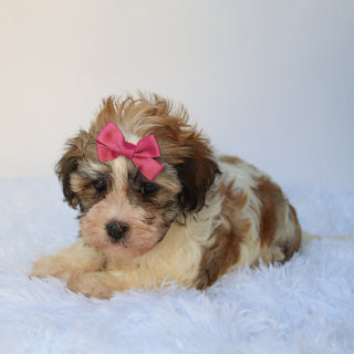 Tulip - Available 8/27