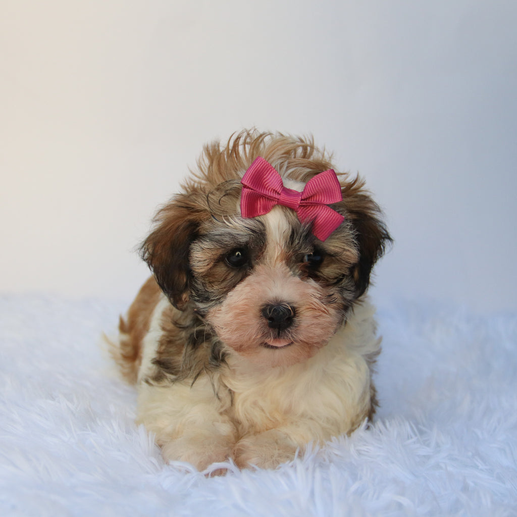 Tulip - Available 8/27