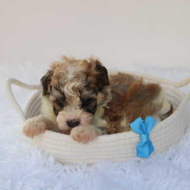 Frankie- Available 8/20