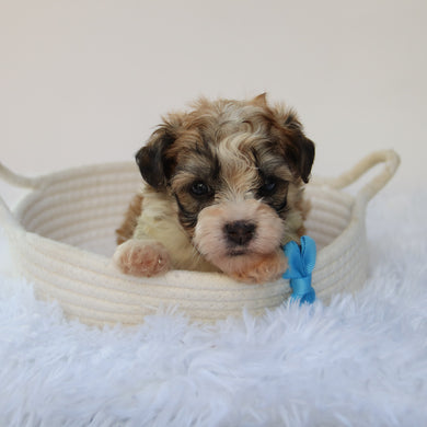 Frankie- Available 8/20