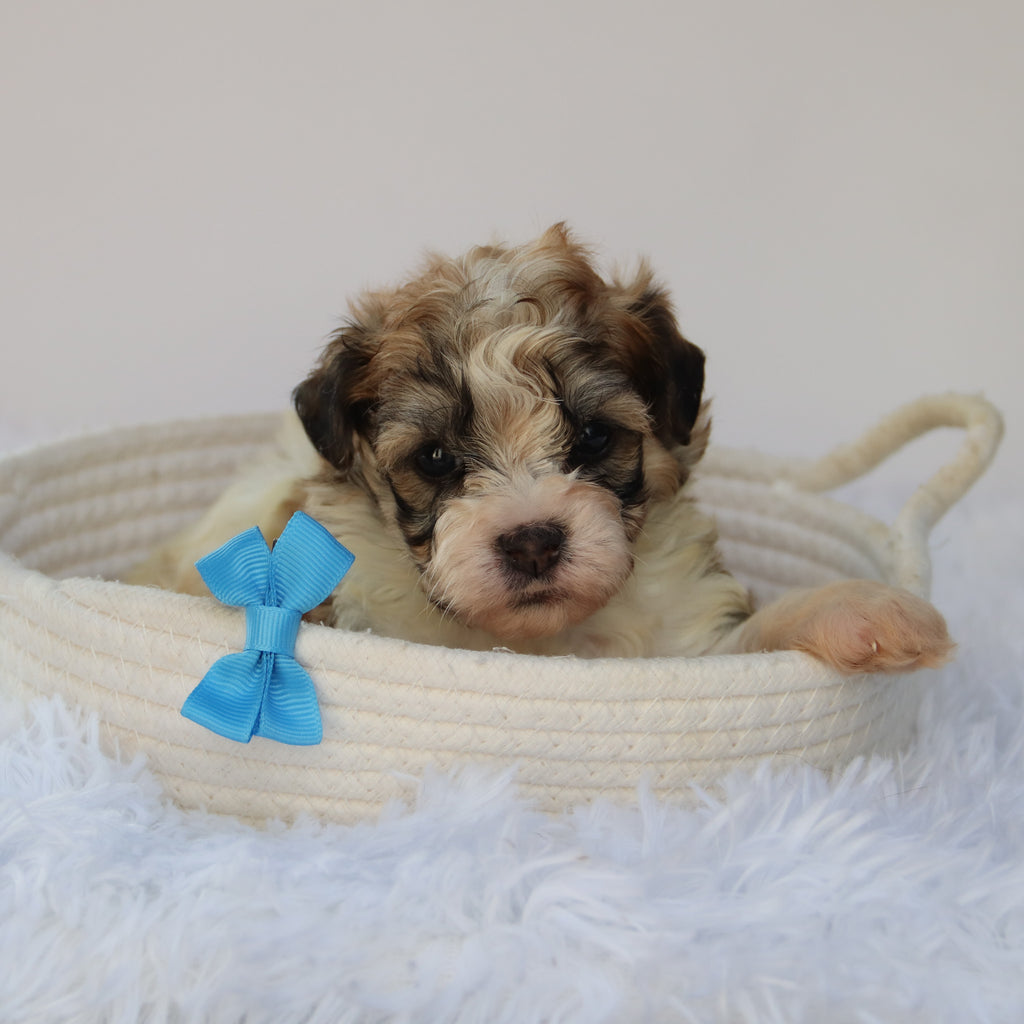 Frankie- Available 8/20