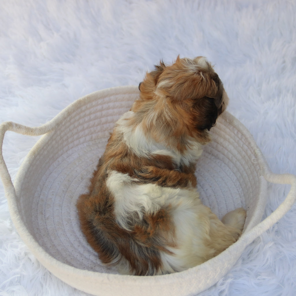 Frankie- Available 8/20