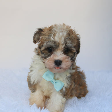 Frankie- Available 8/27