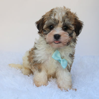 Frankie- Available 8/27