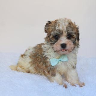 Frankie- Available 8/27