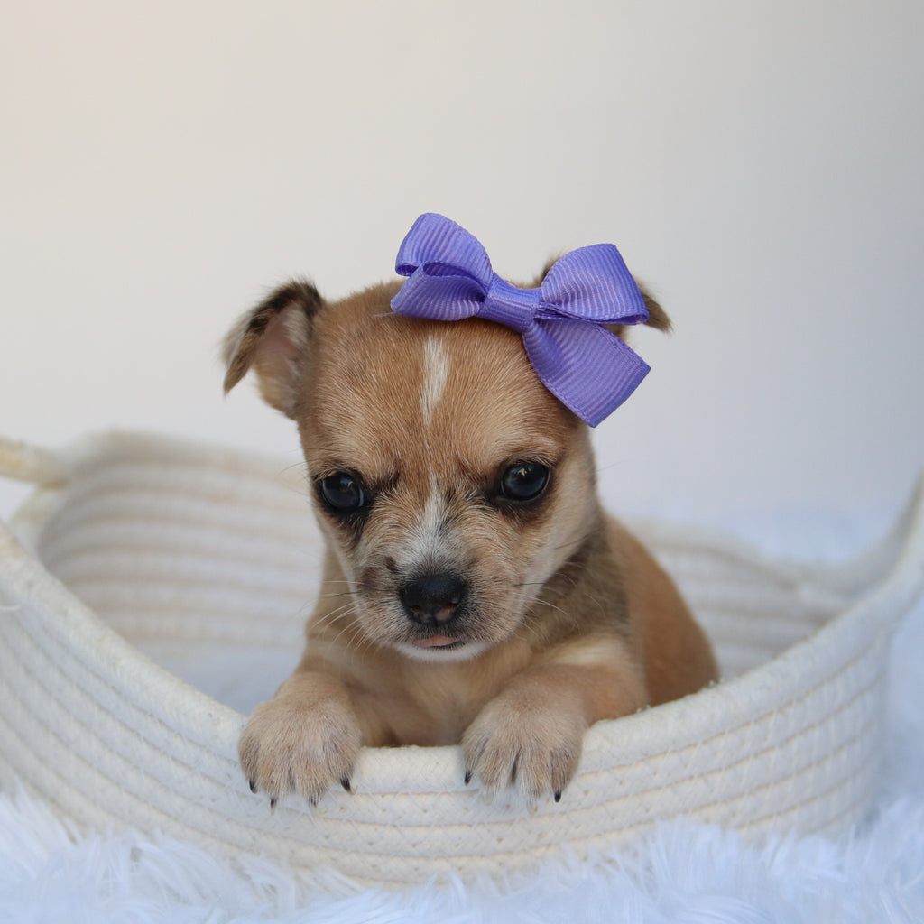 Percy - Available 9/10