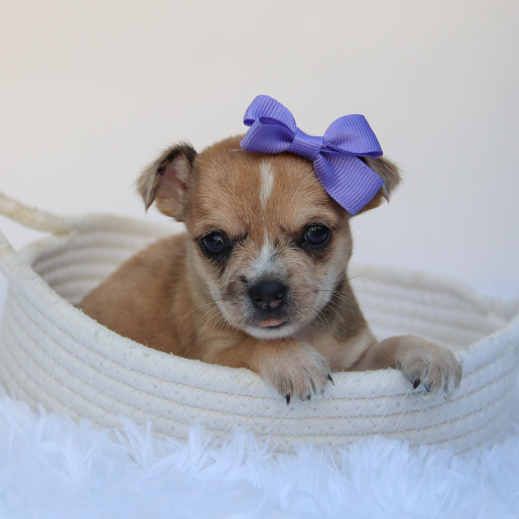 Percy - Available 9/10