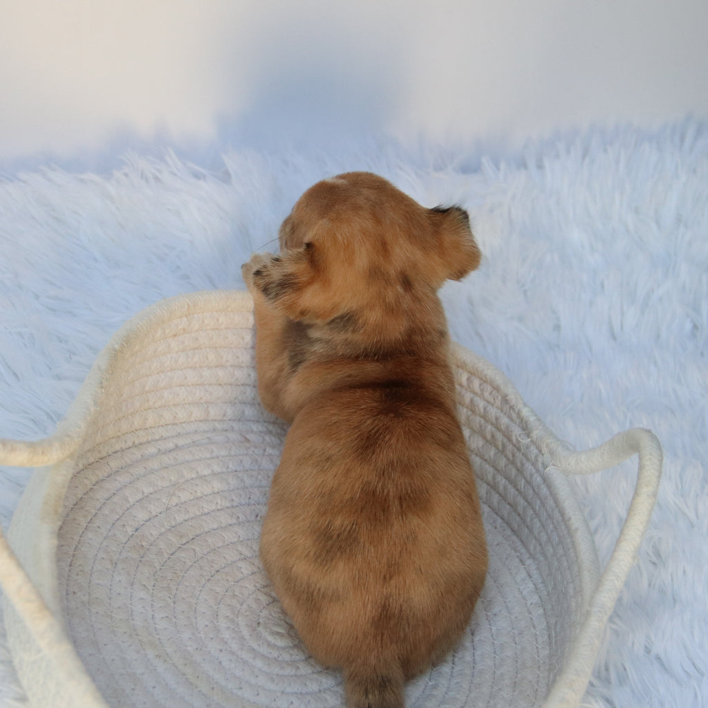 Percy - Available 9/10