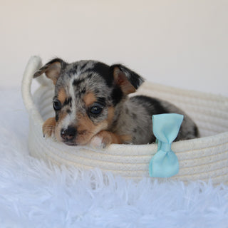 Ace - Available 9/10