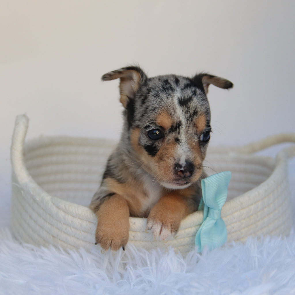 Ace - Available 9/10