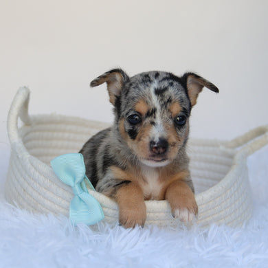 Ace - Available 9/10