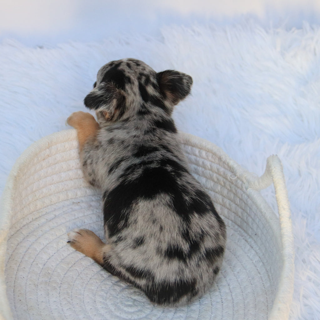 Ace - Available 9/10