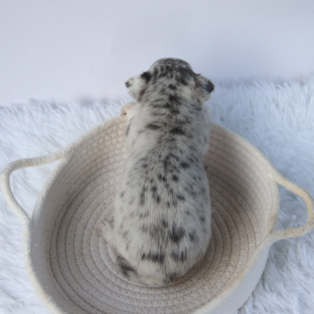 Timon - Available 10/22