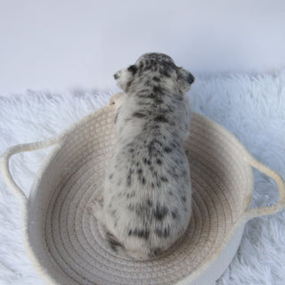 Timon - Available 10/22