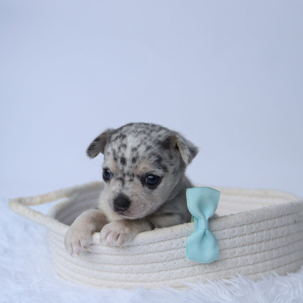 Timon - Available 10/22