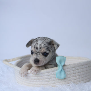 Timon - Available 10/22
