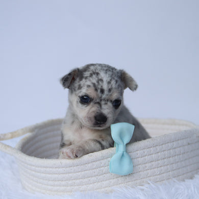 Timon - Available 10/22