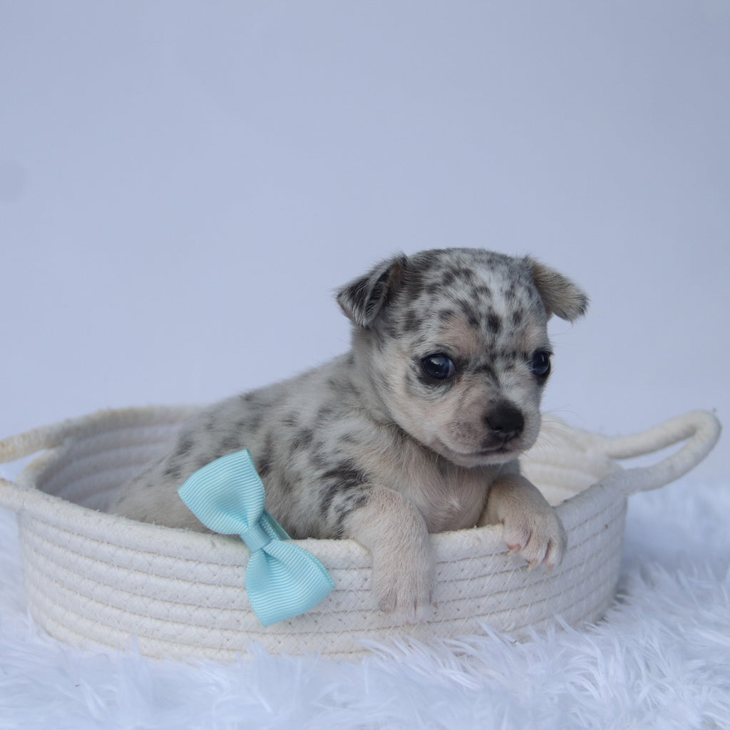 Timon - Available 10/22