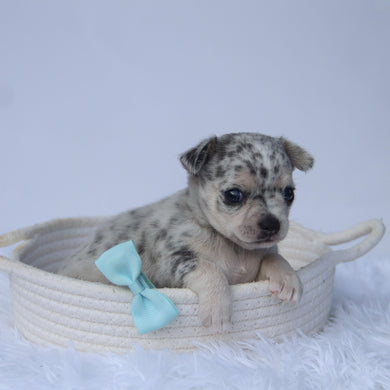 Timon - Available 10/22