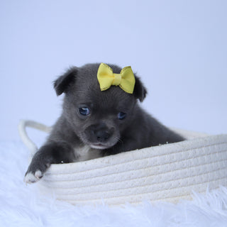 Dory - Available 10/22